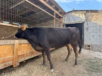 母牛, Cattle — 照片 3