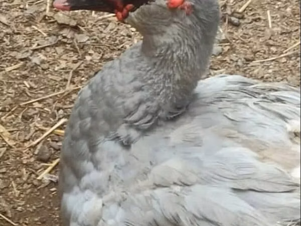مسكوفي منزلي