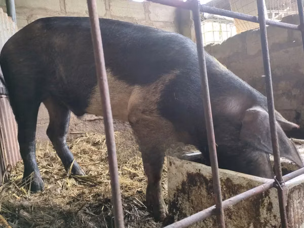 公猪, Pigs