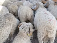 Widder, Merino sheep — Foto 1