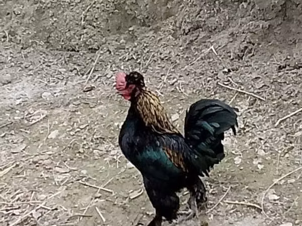 Japanisches Bantam