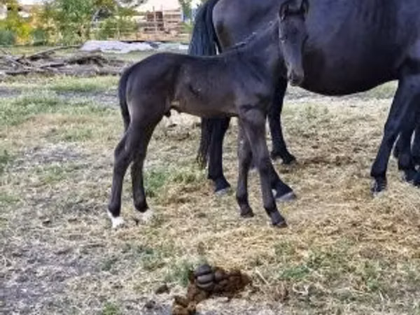 Stute, Nonius horse
