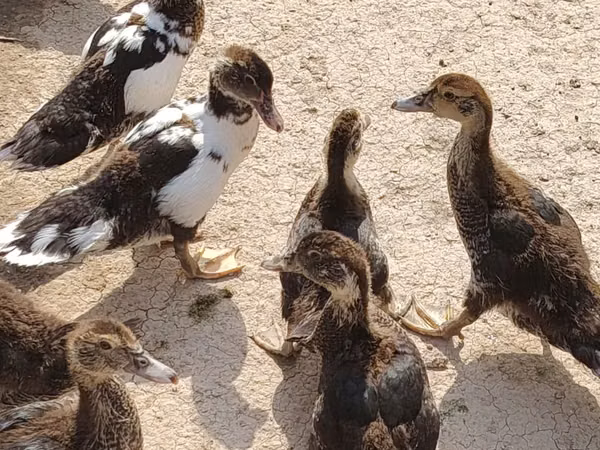 Turkeys