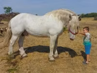 Hengst, Percheron — Foto 1