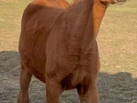 Hengst, Arabian horse — Foto 1