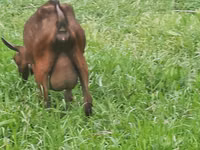 Ziege, Irish goat — Foto 7