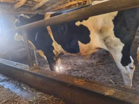 公牛, Simmental cattle — 照片 1