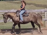 Toychoq, Kentucky mountain daddle horse — 2-rasm