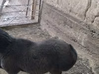公羊, Sheep — 照片 2