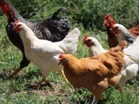 Chickens — Foto 5