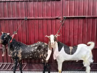 Ziegenbock, Kamori goats — Foto 3