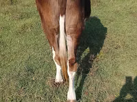 Kuh, Simmental cattle — Foto 4