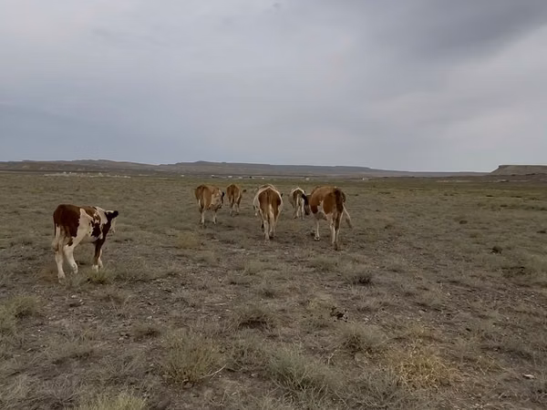 母牛, Simmental cattle