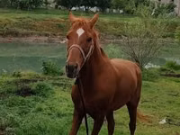 Caballo, Caballos — foto 3