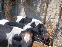 गाय, Russian Black pied cattle — फ़ोटो 4