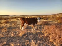 Cow, Simmental cattle — photo 5
