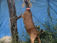 Ziegenbock, Nubian Goat — Foto 2