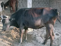 गाय, Latvian Blue cattle — फ़ोटो 2