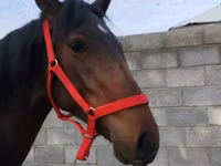 Айғыр, Thoroughbred horse — 2-сурет