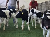 Rinder (Partie, Geschlecht nicht angegeben), Russian Black pied cattle — Foto 1