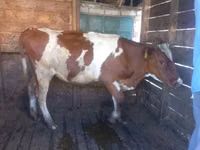 गाय, Simmental cattle — फ़ोटो 2