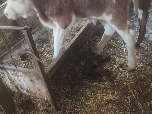母牛, Cattle — 吉尔吉斯斯坦