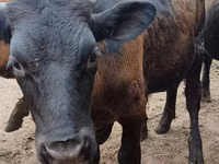 Bull, Aberdeen-Angus — photo 2