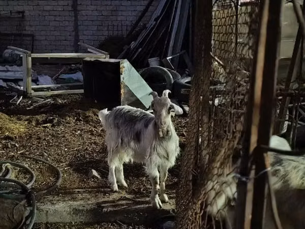 Cabra, Cabras