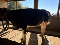 Kuh, Russian Black pied cattle — Foto 2