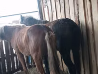 Caballo, Caballos — foto 1