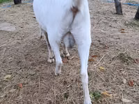 عنزة, Beetal goats — الصورة 3
