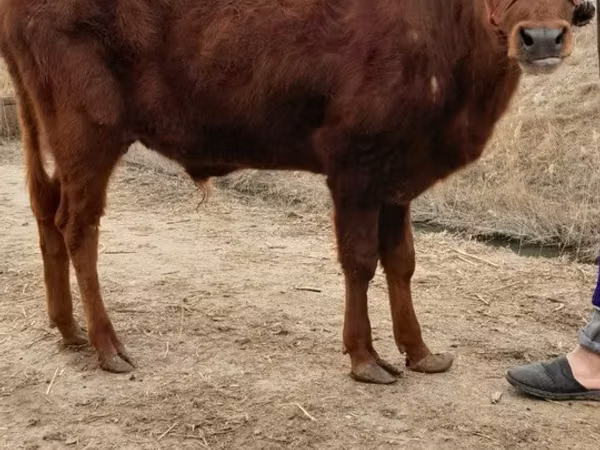 公牛, Cattle — 乌兹别克斯坦