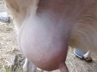 Ziege, Saanen goat — Foto 2
