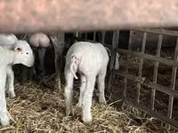 Carnero, Ile-de-France sheep — foto 4