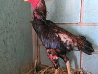 Chickens — Foto 2
