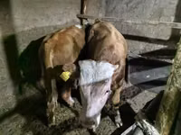 Bulle, Simmental cattle — Foto 6