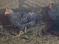 Chickens — 3-rasm
