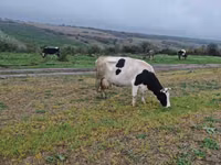 母牛, Russian Black pied cattle — 照片 1