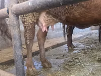 Sigir, Simmental cattle — 6-rasm
