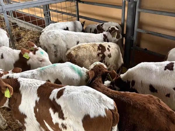 أبقار (دفعة، الجنس غير محدد), Simmental cattle