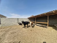 母牛, Latvian Blue cattle — 照片 1