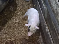 Schweine (Partie, Geschlecht nicht angegeben), Schweine — Foto 4