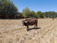 公牛, Swiss cattle — 照片 3