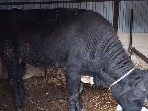 公牛, Aberdeen-Angus — 哈萨克斯坦