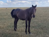 خيول (دفعة، الجنس غير محدد), Horse breed — الصورة 4