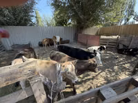 Sigir, Russian Black pied cattle — 2-rasm