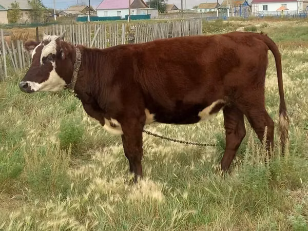 Kuh, Simmental cattle — Kasachstan