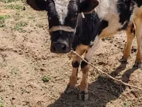 Bulle, Russian Black pied cattle — Foto 2