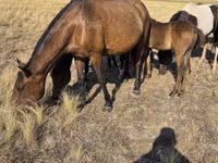 Mare, Kazakh horse — photo 5