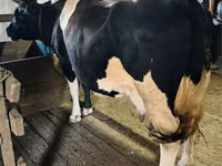 गाय, Russian Black pied cattle — फ़ोटो 3